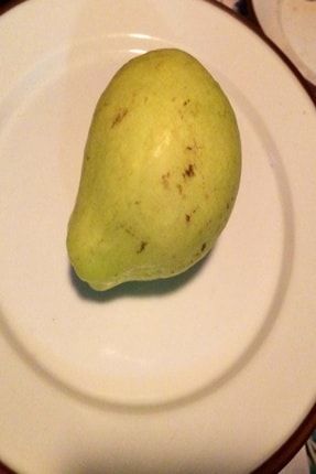 Tüplü Meyve Verme Yaşında Armut Guava Fidanı CMQRWXY5