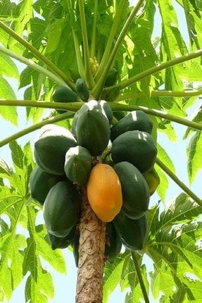Tüplü Papaya (ağaç Kavunu) Fidanı (70-100 Cm) CLQRSXY7