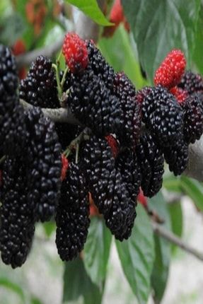Tüplü Üzeri Meyveli Yediveren Avustralya Dut Fidanı (7 Yaş Büyük Saksı) BDEFLMUV