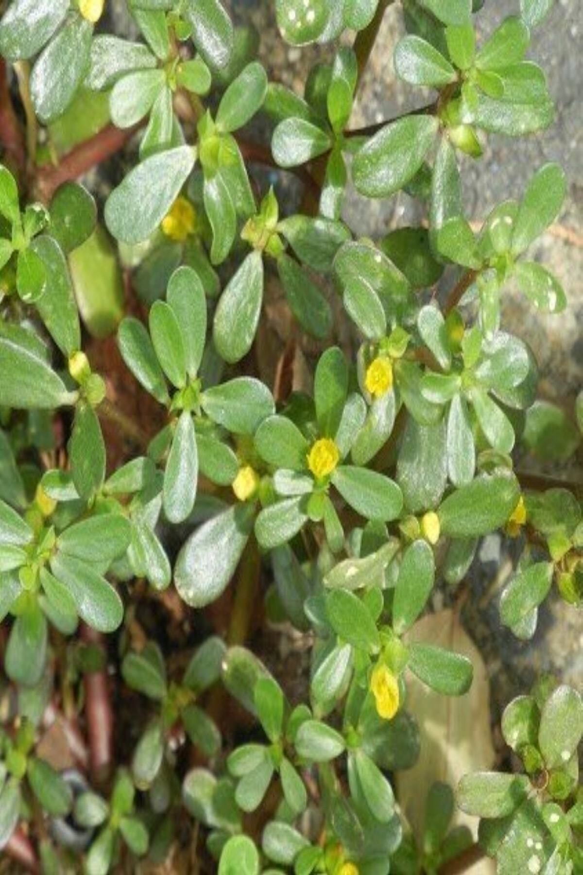 Geniş Yapraklı Aromatik Semiz Otu Fidesi (5 Adet)