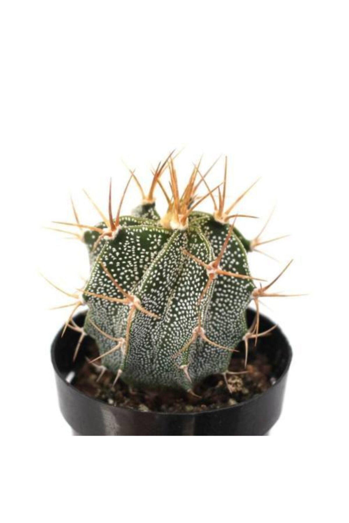 Astrophytum Ornatum Kaktüs 5.5 Cm Saksıda 2