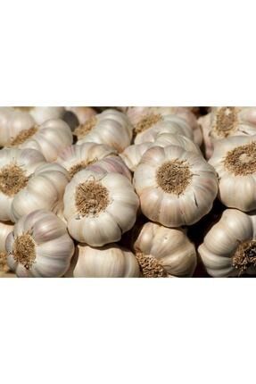 Sarimsak Bizimstok Hakiki Kastamonu Taskopru Sarimsagi Kucuk Boy 1 Kg 2020 Trendyol