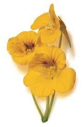 Erust Tarim Elektrik Cicegi Electric Flower Trendyol