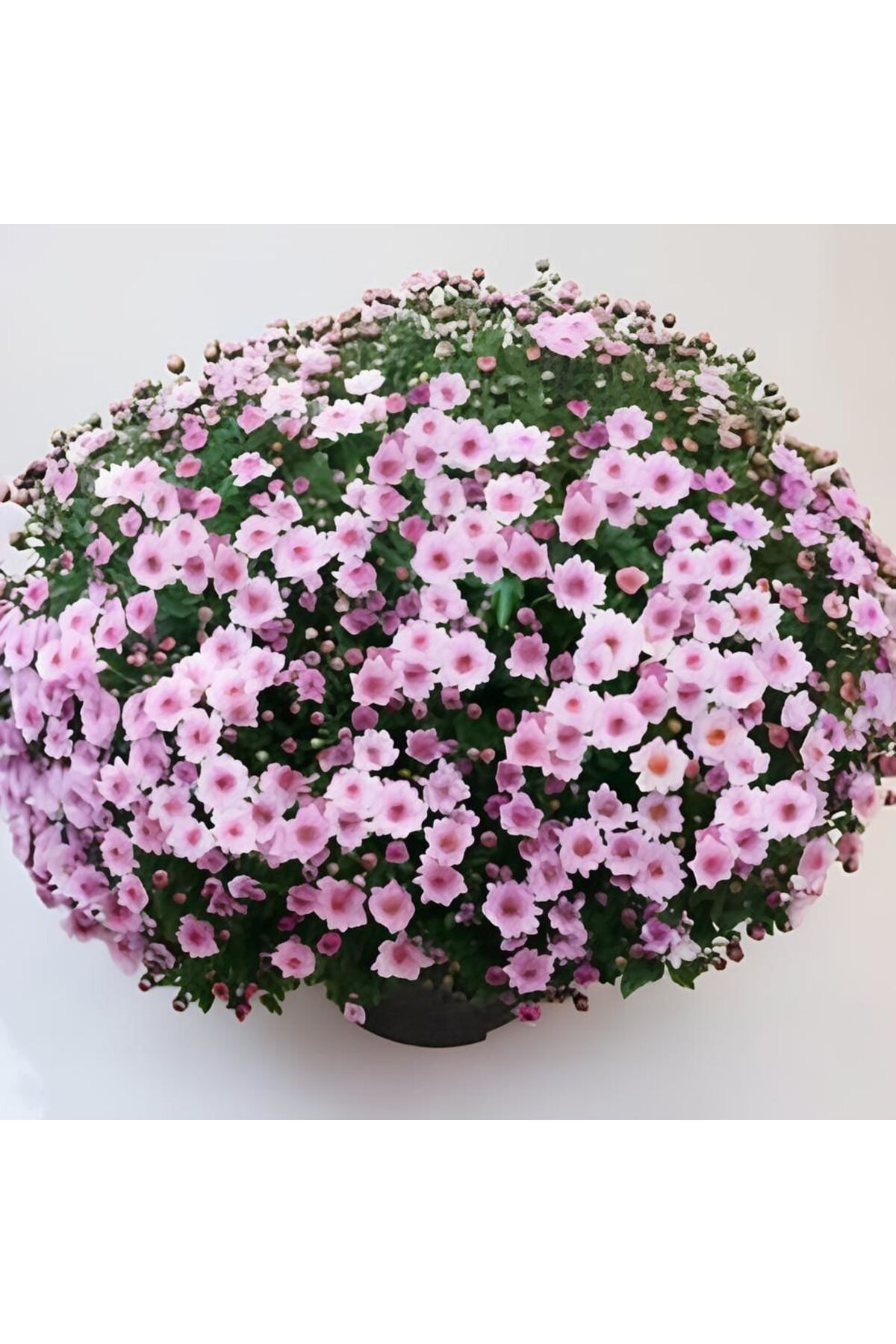 Özel Tür Bransmart Pink Kasımpatı Krizantem Çiçeği Fidesi (1 Adet) )