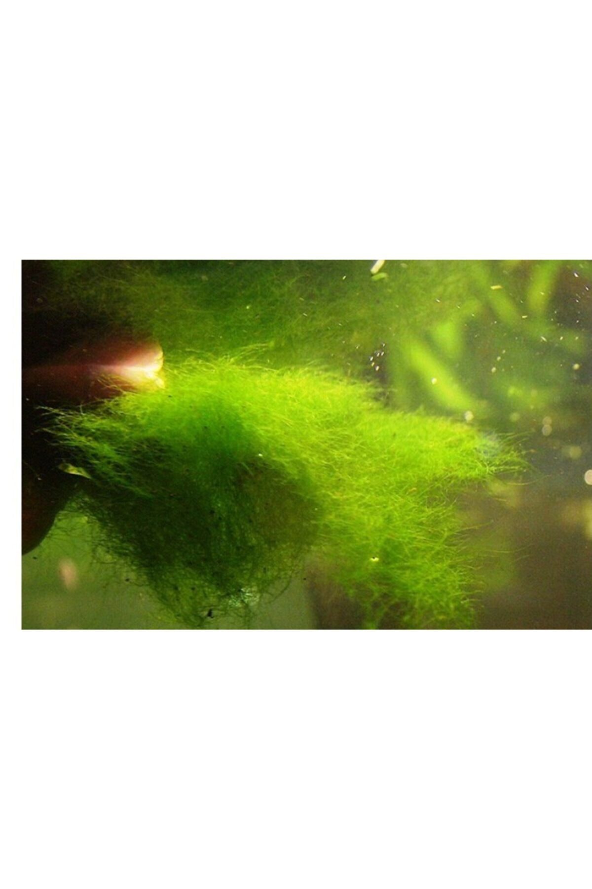 Tropica Canlı Doğuran Türleri Için Yemeklik Canlı Yosun 2 Pkt + 1 Pkt