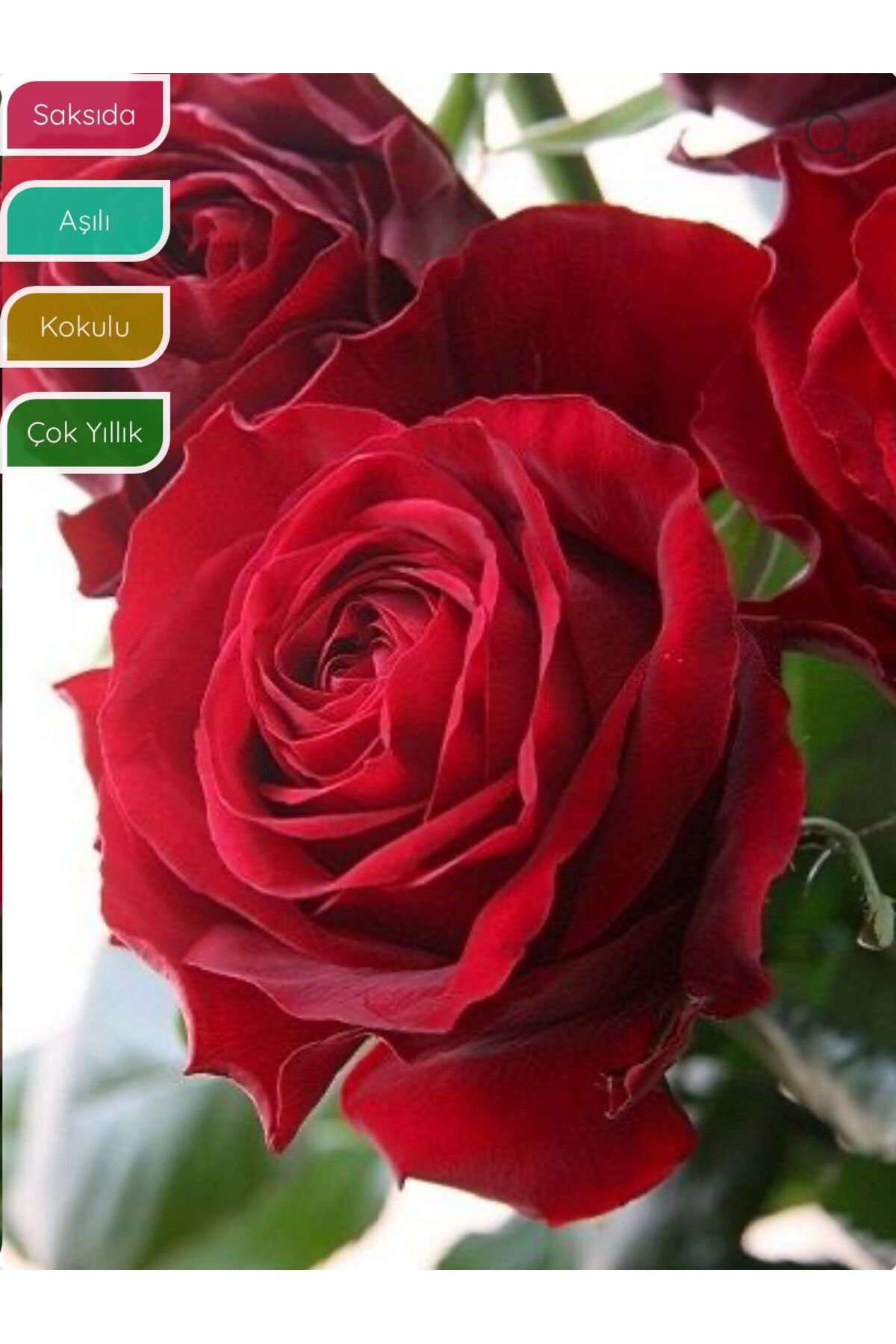 Rose Sapling RED Rosa laxa Red, Solid in Flower Pot, Slightly Fragrant, Woody