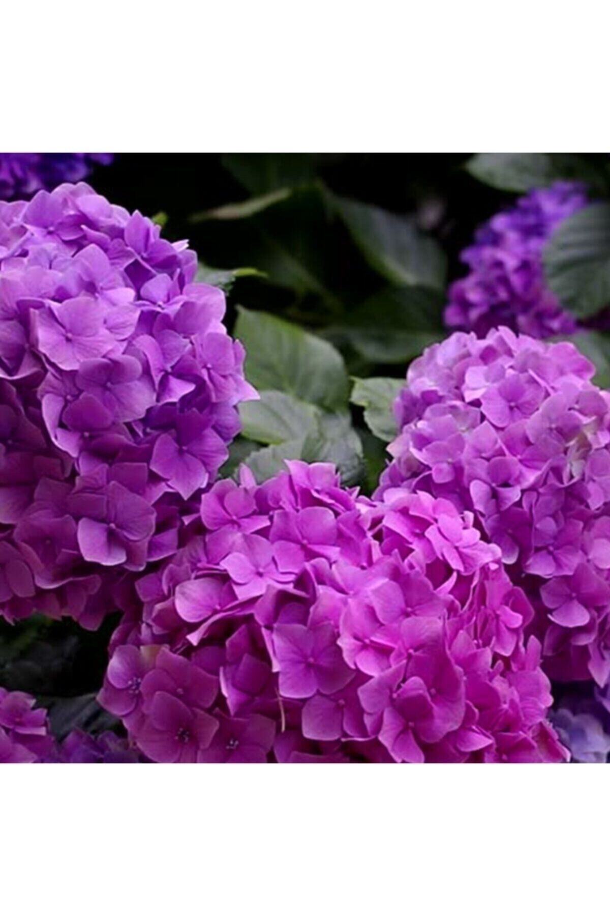 Purple Hydrangea Seedling ( Tube )