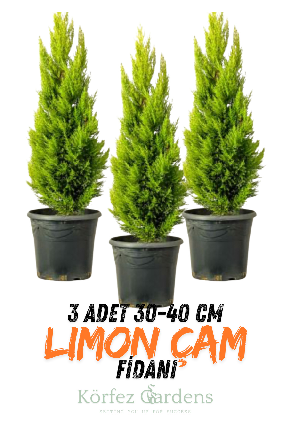 3 Lemon Pine Hall Pine Yellow Green Lemon Scented-Potted 2 years 30-40 cm Length