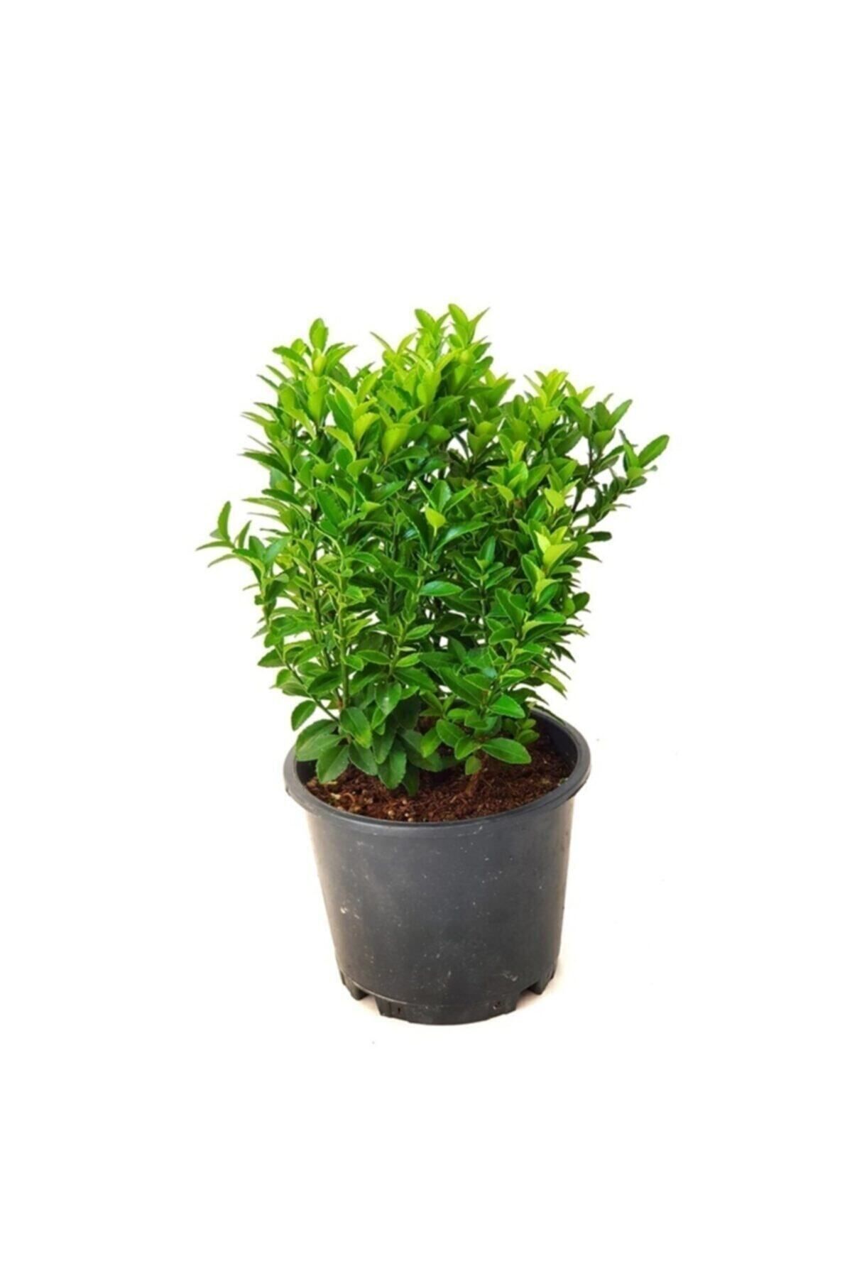 Yeşil Taflan Fidanı - Çit Bitkisi ( Tüplü \ 20-30 Cm ) 2