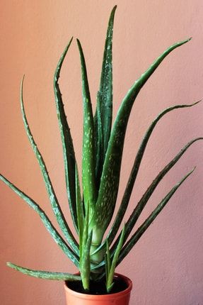 Tıbbi Aloevera Bitkisi - 50-65 Cm Uzunlukta - Saksılı AloeVera-AV-6237