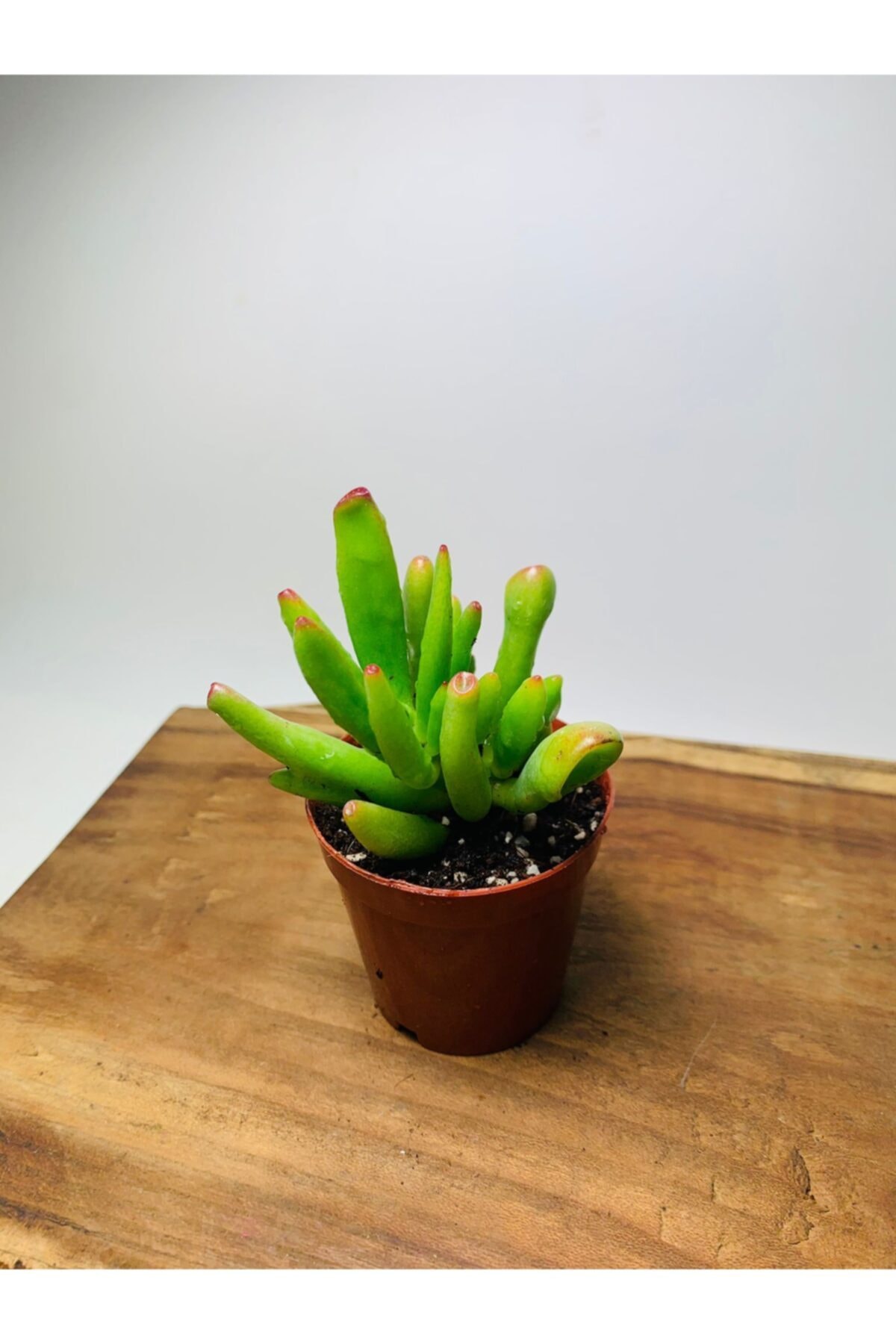 Crassula Ovata Gollum Shrek Ear Succulent