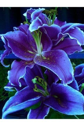 3 Adet Mis Kokulu Saks Mavisi Zambak (lilyum) Çiçeği Soğanı 9815004
