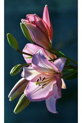 3 Adet Mis Kokulu Soft Pembe Zambak Lilyum Çiçeği Soğanı 65321632