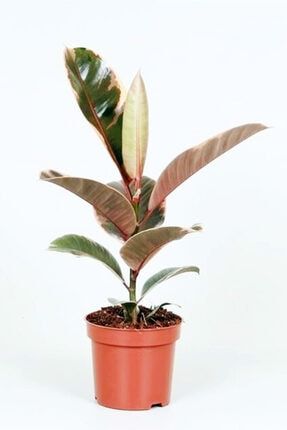 Ficus Elastica Belize - Pembe Alacalı Kauçuk Çiçeği - Ev Ofis Salon Iç Mekan Bitkisi - 50 Cm CGFicEla14x50