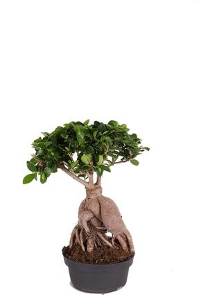 Ficus Microcarpa Ginseng Xl - Yaşlı Bonsai Ağacı 40-50 Cm TM.ICM.06.0012.999.109