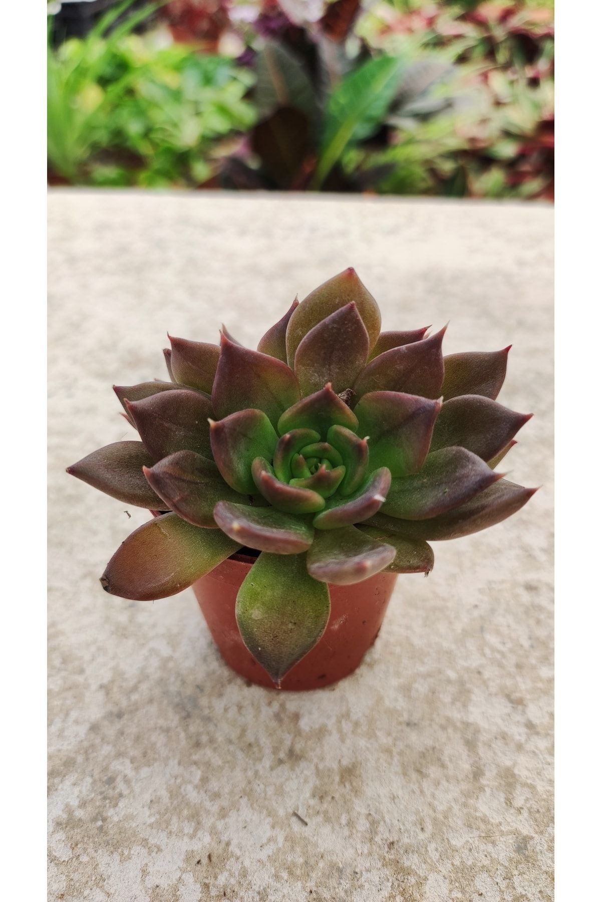 Echeveria Agavoides Romeo (5.5 Cm Saksıda ) (kırmızı Yapraklı Sukulent) 2