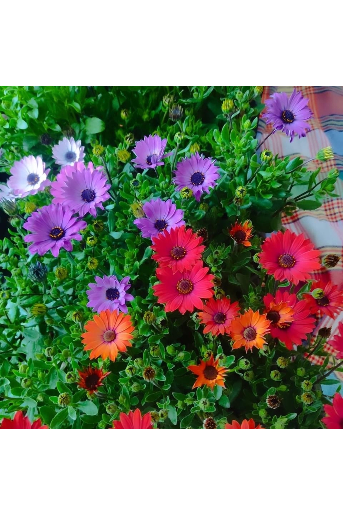 Basement daisy (6pcs) different color delivery (40-50cm )