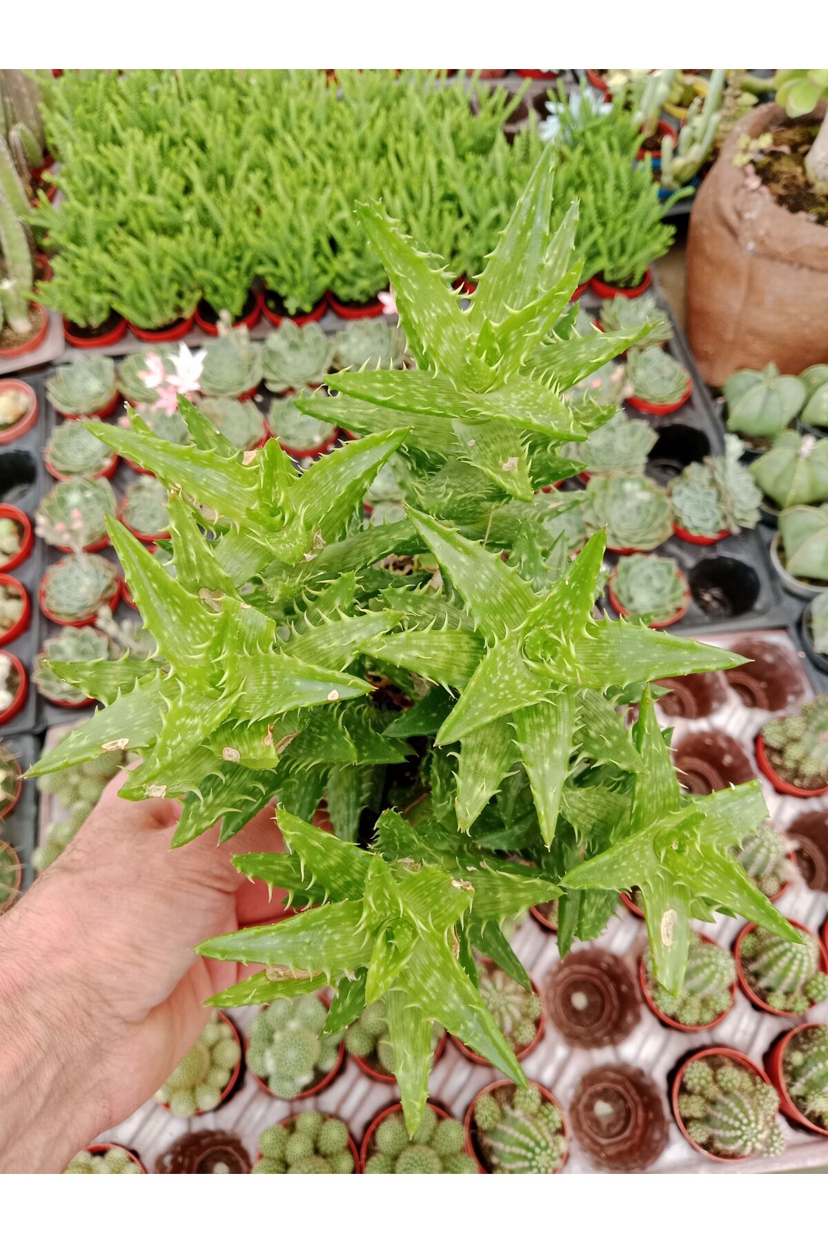 Aloe Sguarrosa Kaplan Dişi  Sukulent.13 Cm Saksıda 25-35Cm Boy 3