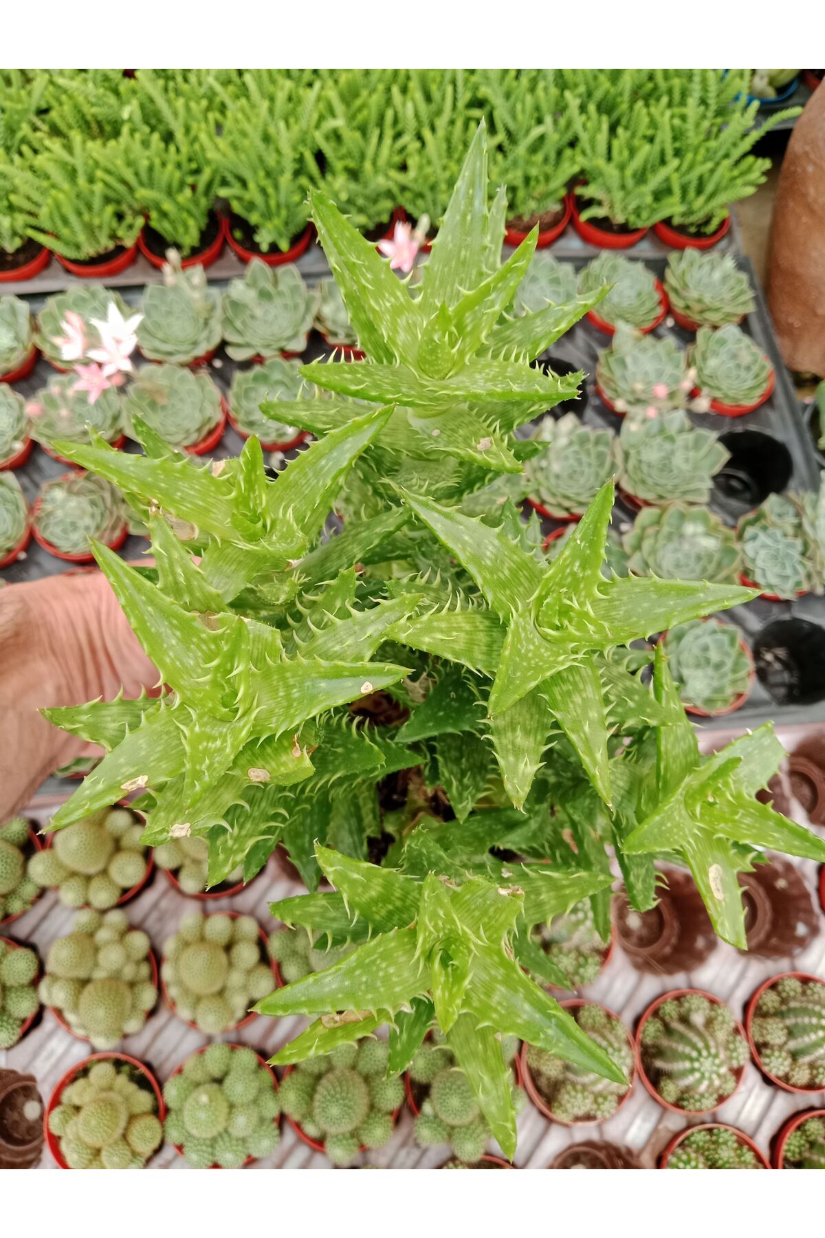 Aloe Sguarrosa Kaplan Dişi  Sukulent.13 Cm Saksıda 25-35Cm Boy