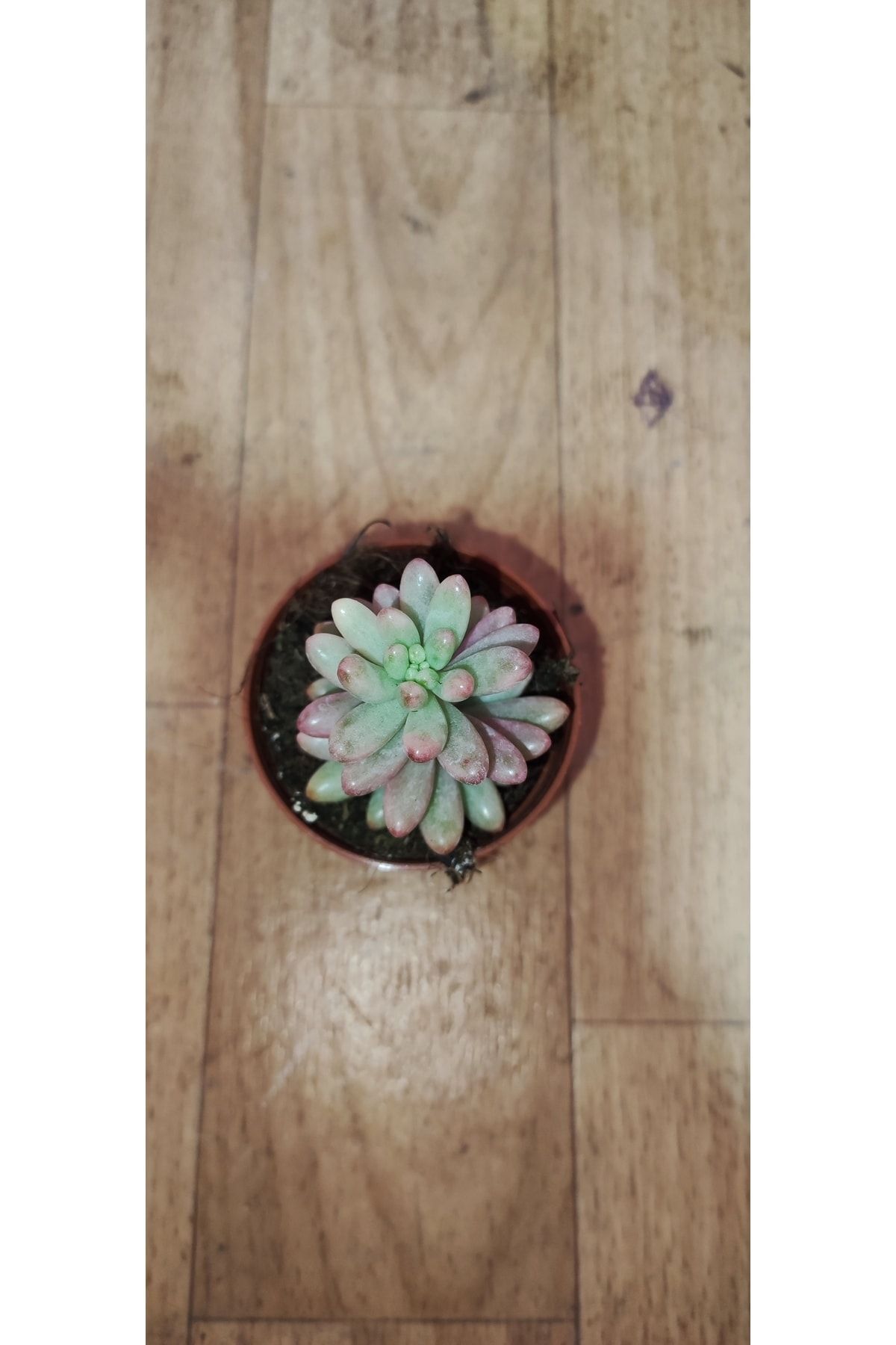 Sedum Rubrotinctum 'aurora' ( 5,5 Cm Saksıda Pembe Sedum ) Dolgun Ve Formlu 3