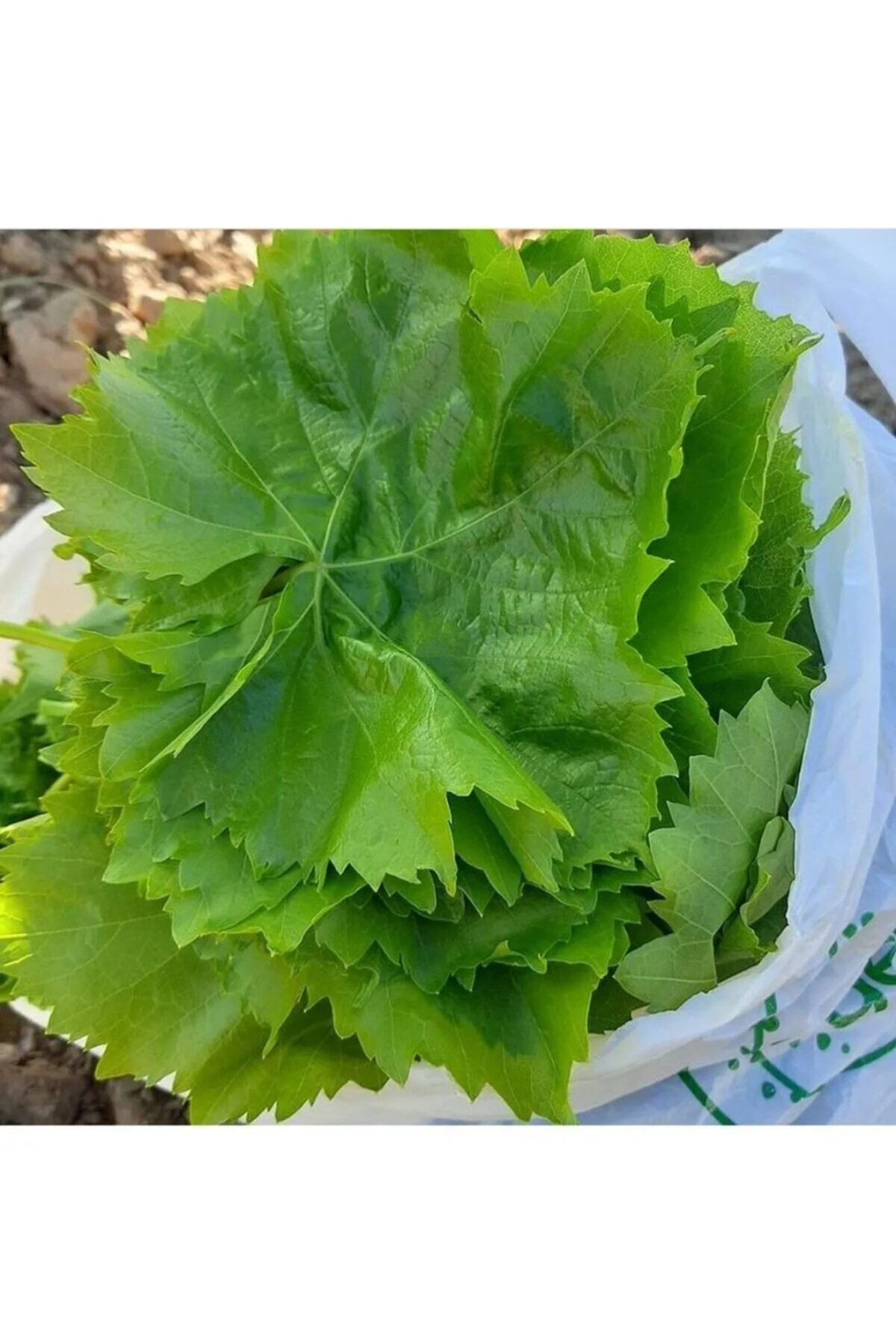 Tarımsal ve Hayvansal Ürünler asma yaprağı