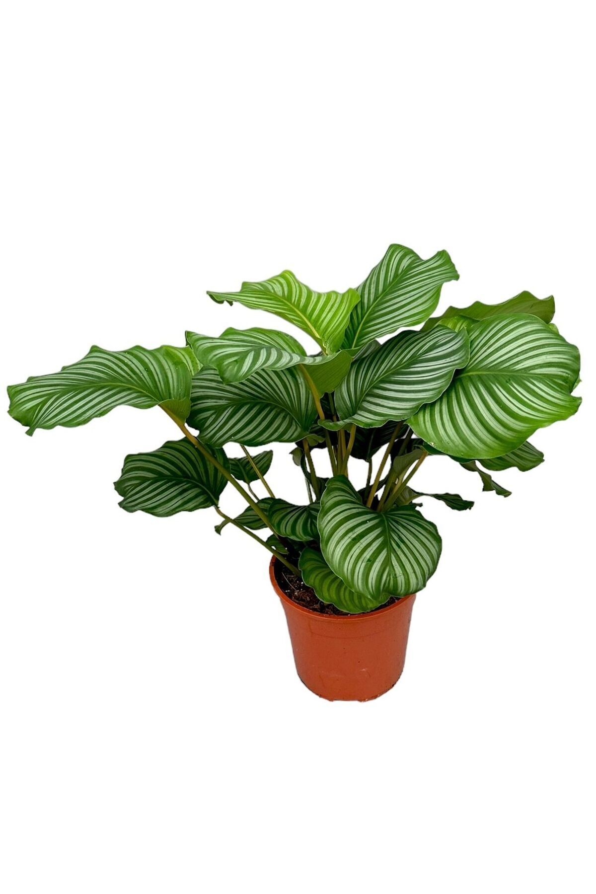 calathea white Calathea majestica 'White Star' 4"