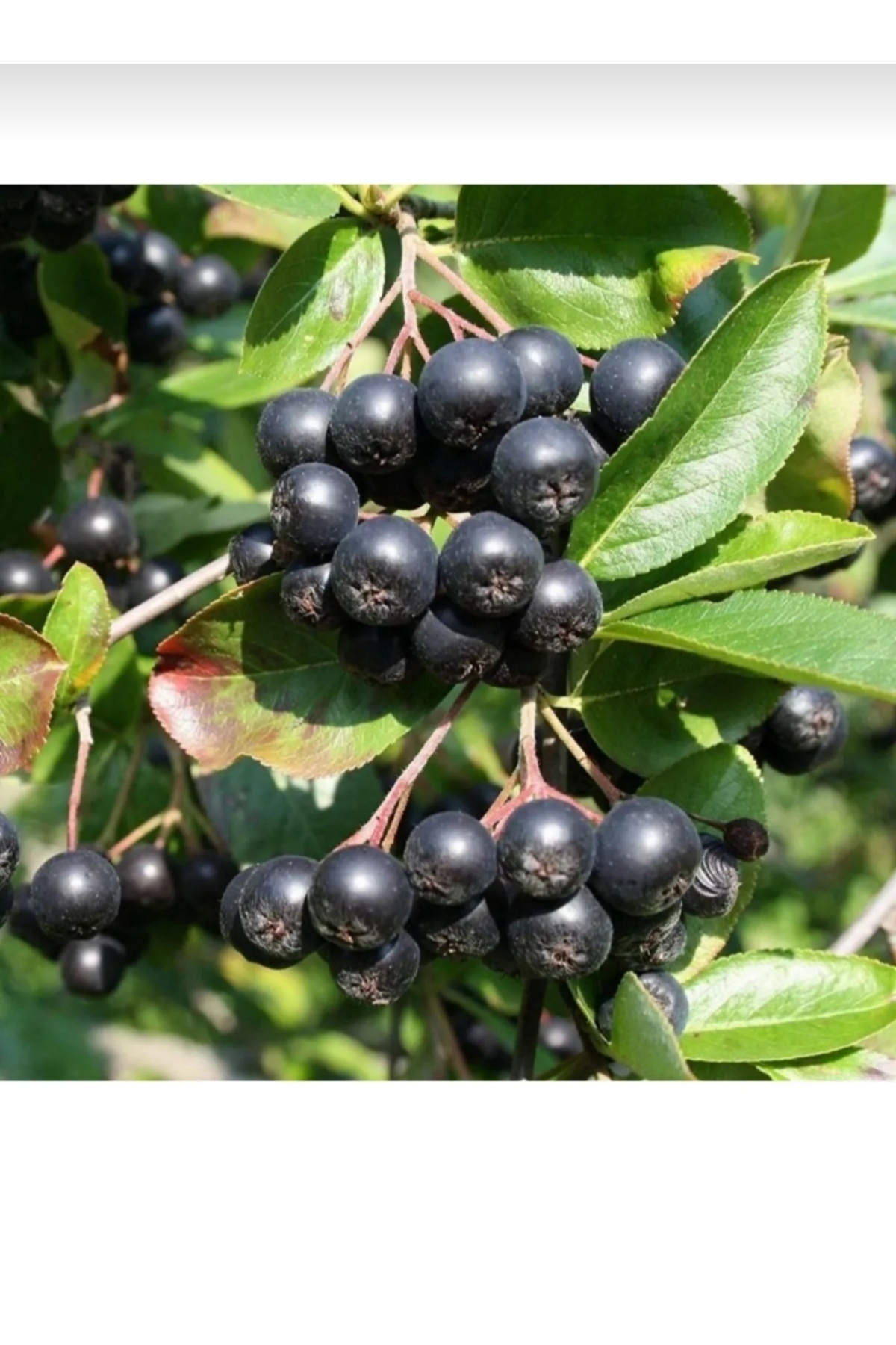Tüplü soguklara dayanıklı aronya aronia Rus bery fidanı 4