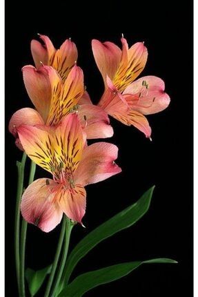 3 Adet Mis Kokulu Yavruağzı Zambak Lilyum Çiçeği Soğanı 5241653