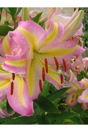 3 Adet Mis Kokulu Sarı Pembe Şeritli Zambak Lilyum Çiçeği Soğanı 32105