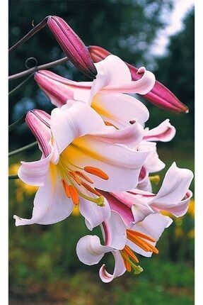 3 Adet Mis Kokulu Uçuk Pembe Zambak Lilyum Çiçeği Soğanı 643523