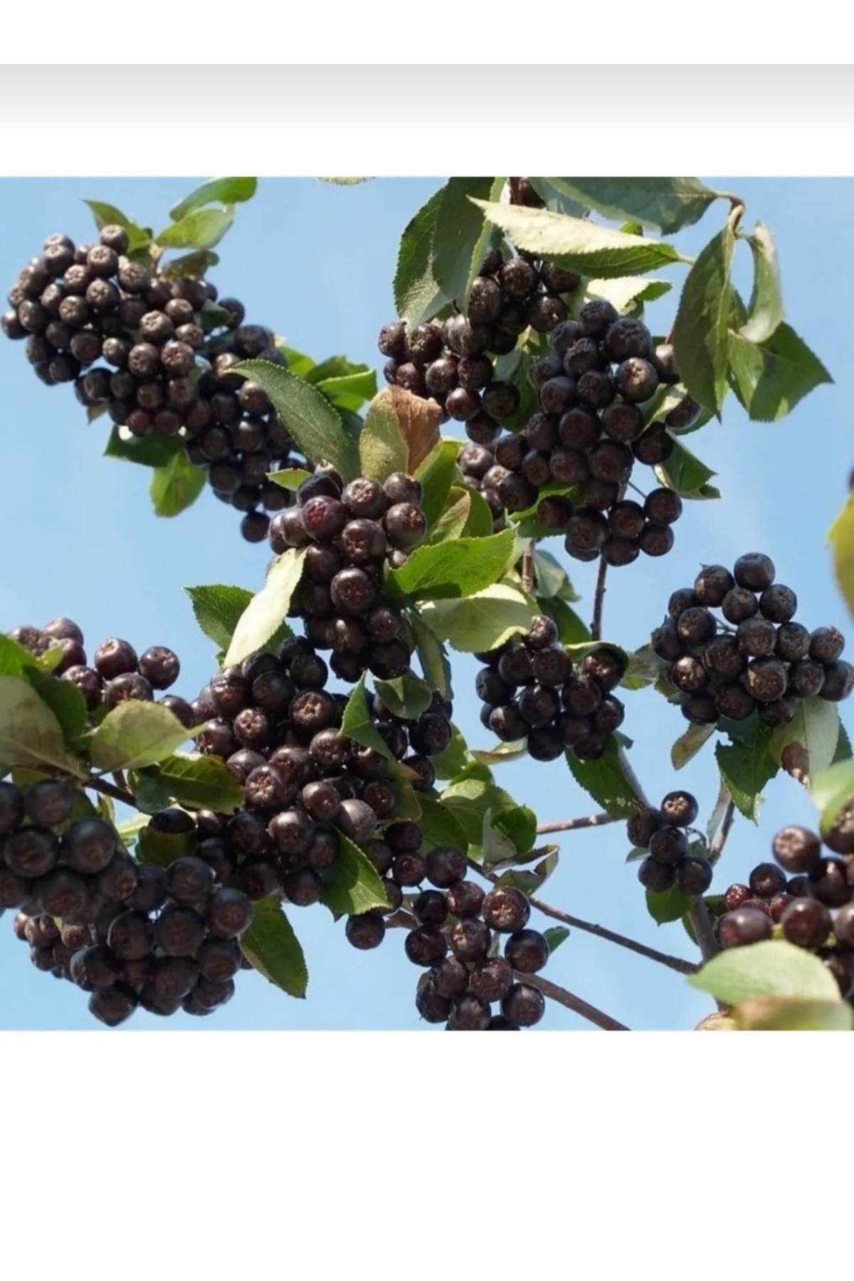 Tüplü soguklara dayanıklı aronya aronia Rus bery fidanı 3