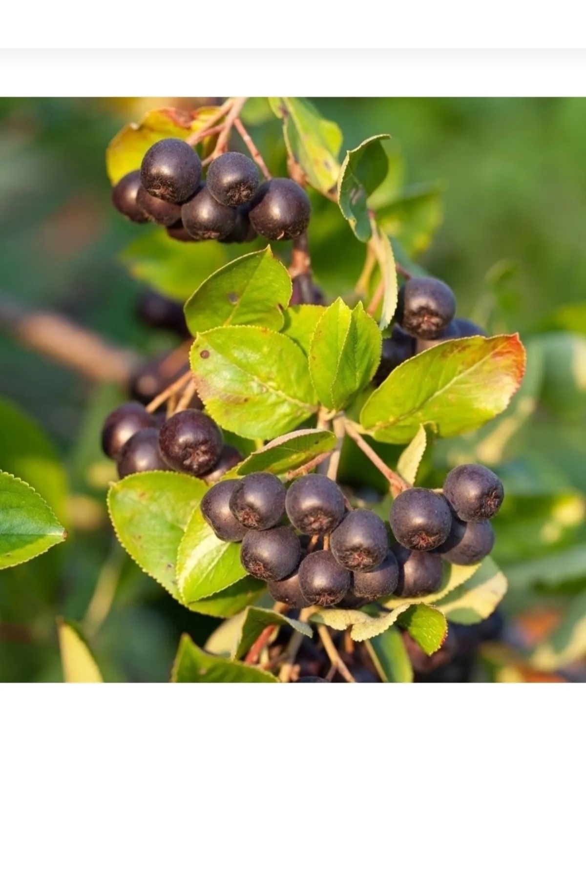 Tüplü soguklara dayanıklı aronya aronia Rus bery fidanı