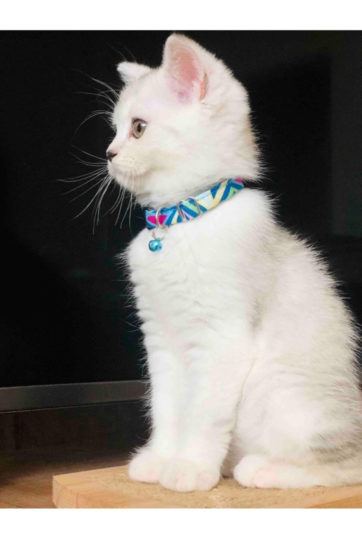Ayarlanabilir Renkli Graffiti Kedi Ve Küçük Irk Köpek Tasması (ZİL RENKLERİ DEĞİŞEBİLİR)