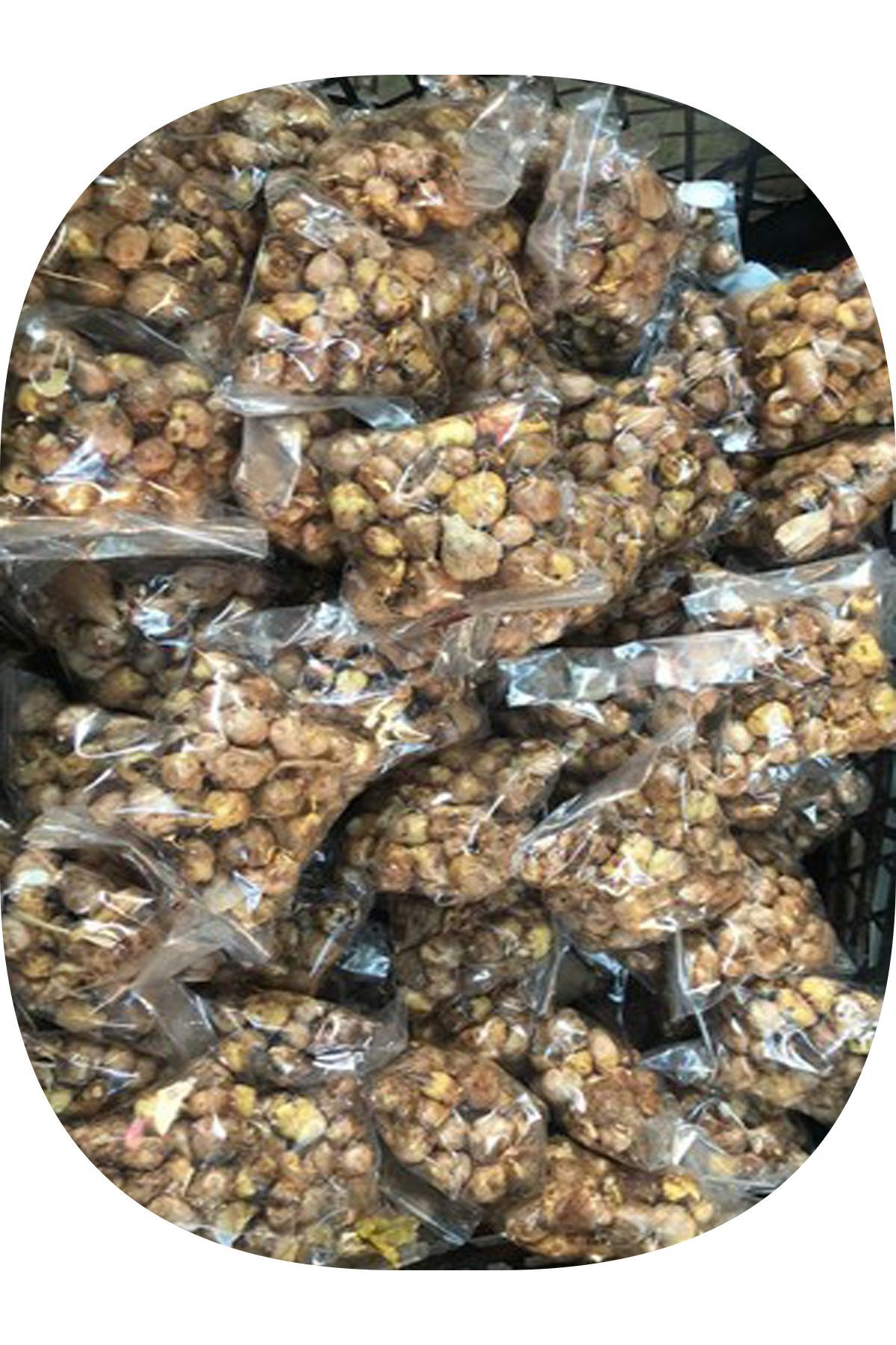 1 Adet Kırmızı Frezya ( Freesia Bulbs ) Çiçeği Soğanı Katmerli Mis Kokulu 2