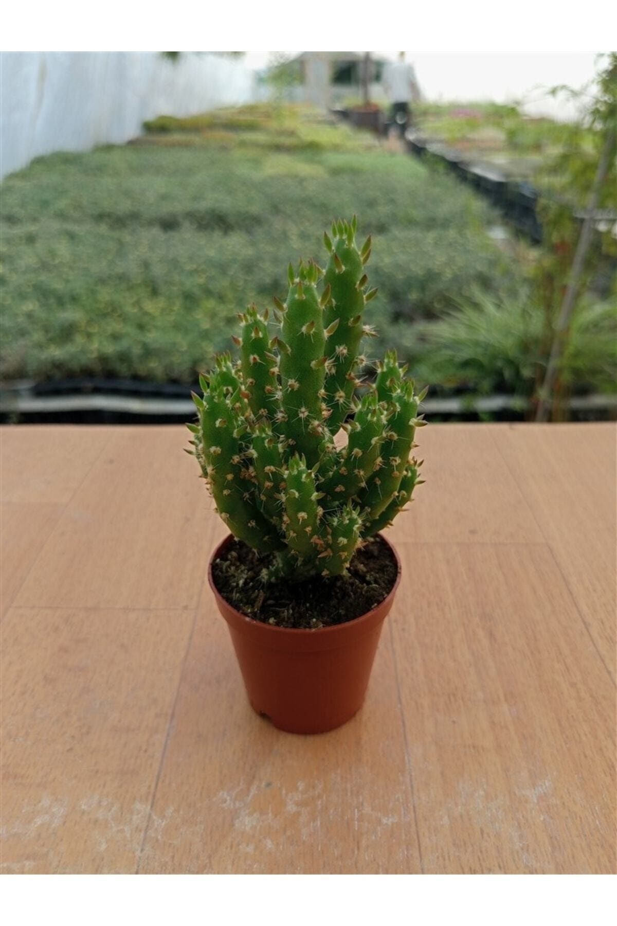 Oskaryum Opuntia Subulata Kaktüs 2