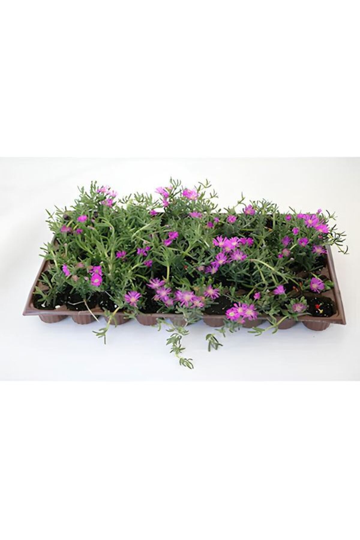 Ground Cover Mezem Persimmon Carpet Flower 48 Pieces Violette Landscape Plant Grave Top Flower