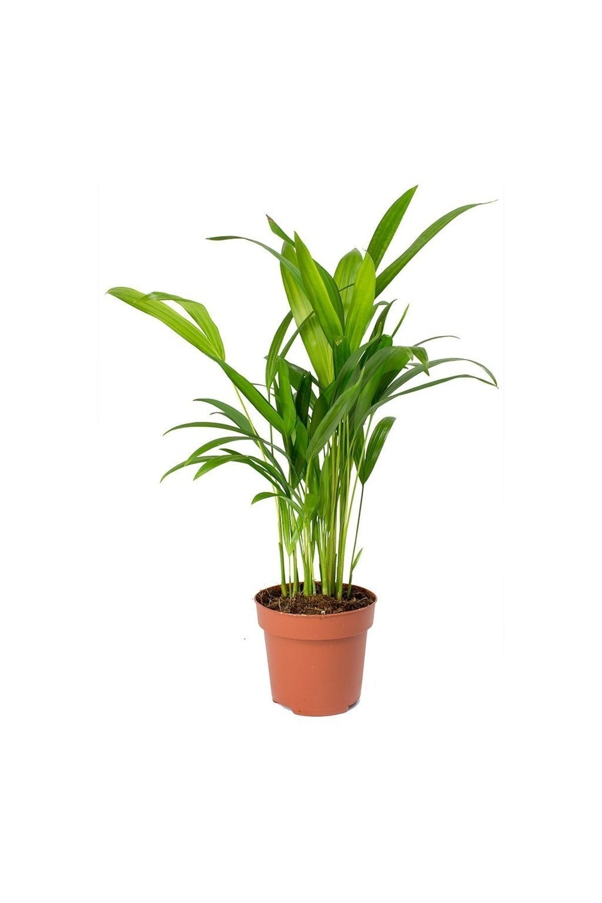 Areca Palm - Areca Palm 30-40 Cm
