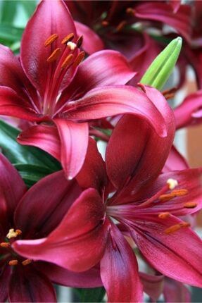 3 Adet Mis Kokulu Kırmızı Zambak (lilyum) Çiçeği Soğanı 987564