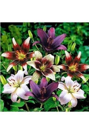 7 Adet Mis Kokulu Geçişli Karışık Zambak (lilyum) Çiçeği Soğanı 98216