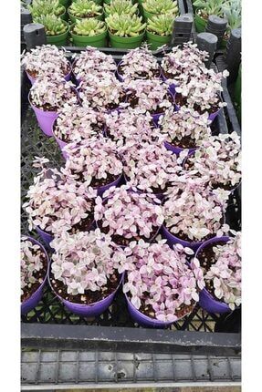 Callisia Repens(mini Yapraklı Pembe Telgraf Çiçeği) 263459
