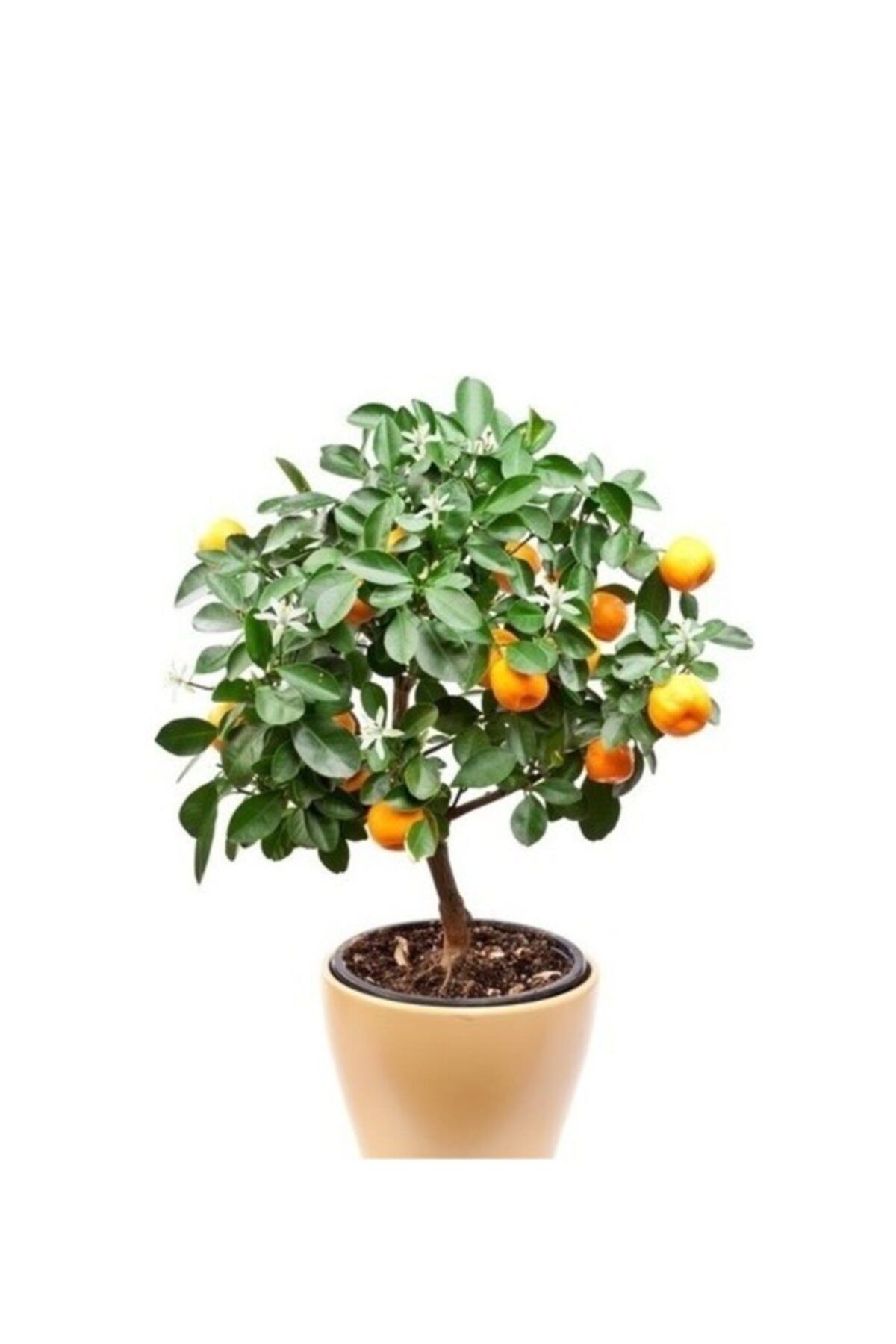 Комнатные плодовые. Цитрофортунелла бонсай. Декоративный мандарин дерево. Комнатный мандарин. Танжерин дерево.