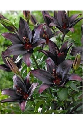 3 Adet Koulu Siyah Renk Zambak Lilyum Çiçeği Soğanı 6534658