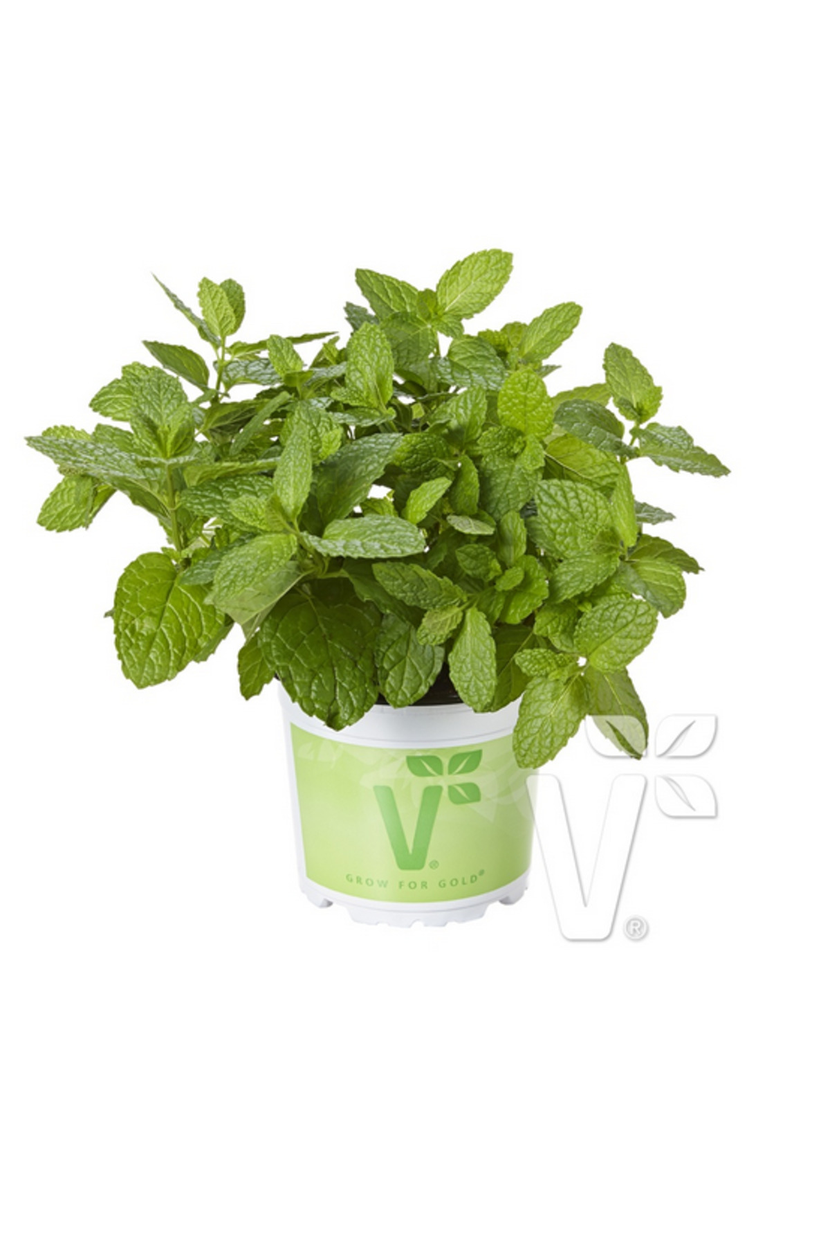 Geniş Yapraklı Hızlı Gelişen Garden Mint Bahçe Nanesi Fidesi (2 adet)