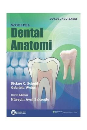 Woelfel Dental Anatomi 0001776713001
