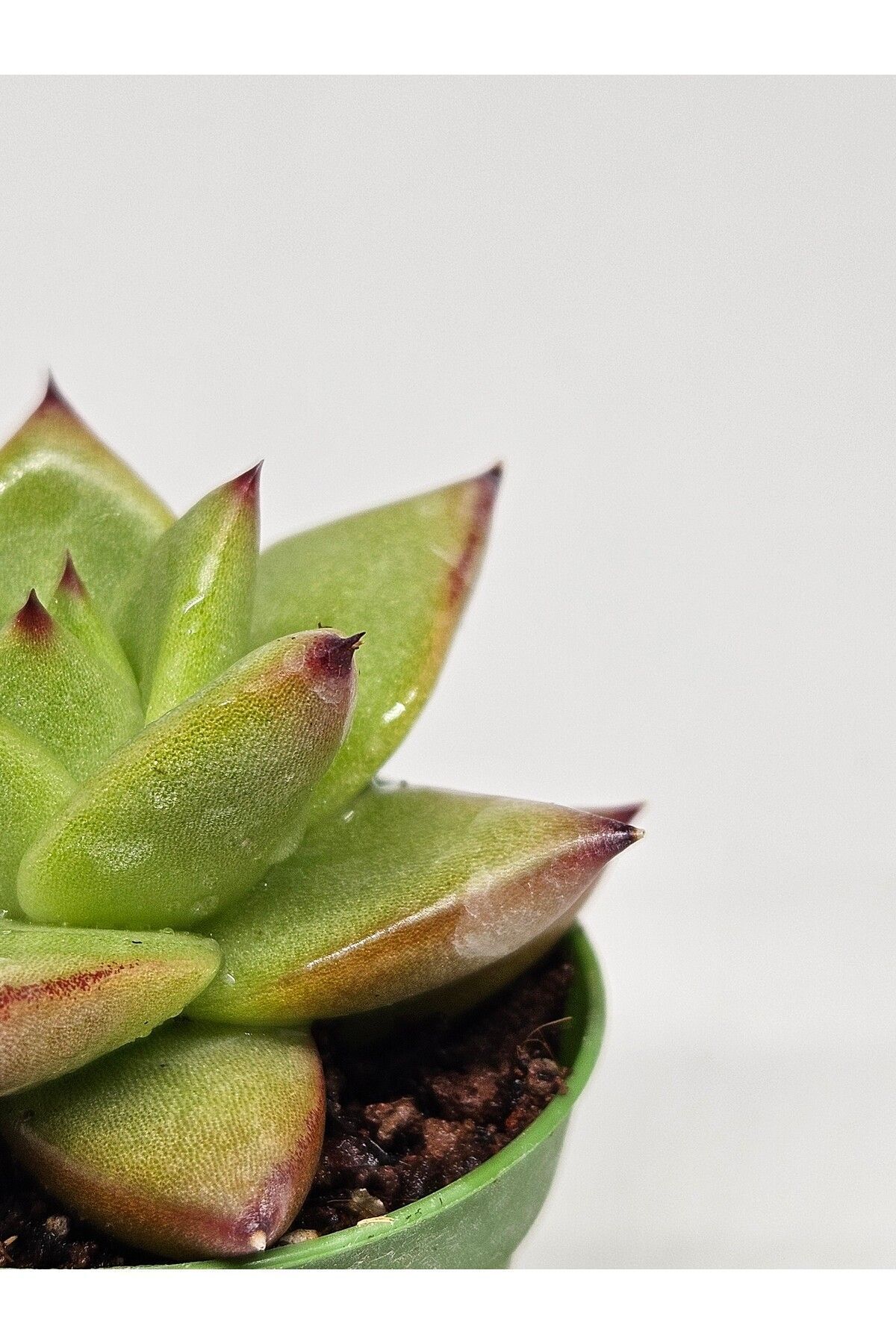 Echeveria Ebony x Electra Koleksiyonluk Tür Sukulent 5,5cm Saksılı 3