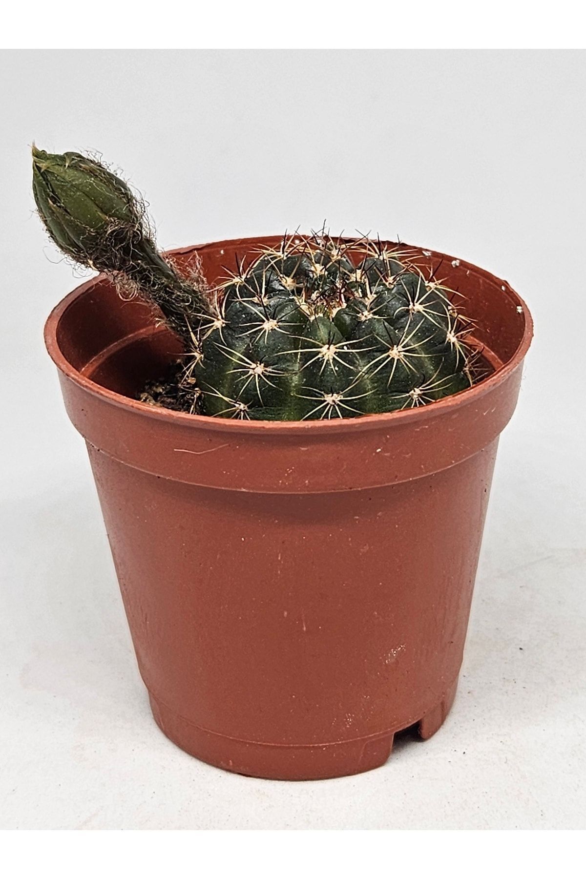 Lobivia Arachnacantha Schiedeana Kaktüs 5,5cm Saksılı 4