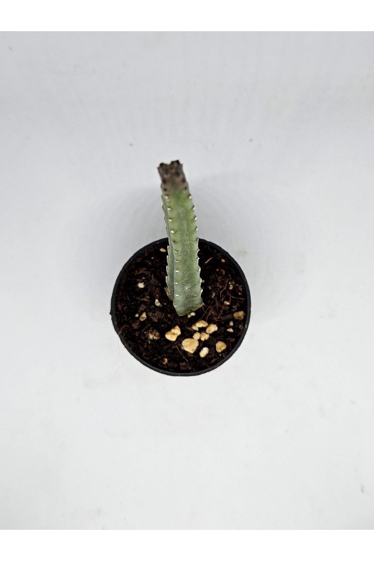 Stapelia Hirsuta Mini Nadir Ve Koleksiyonluk Tür Leş Kaktüs 5.5cm Saksılı 4