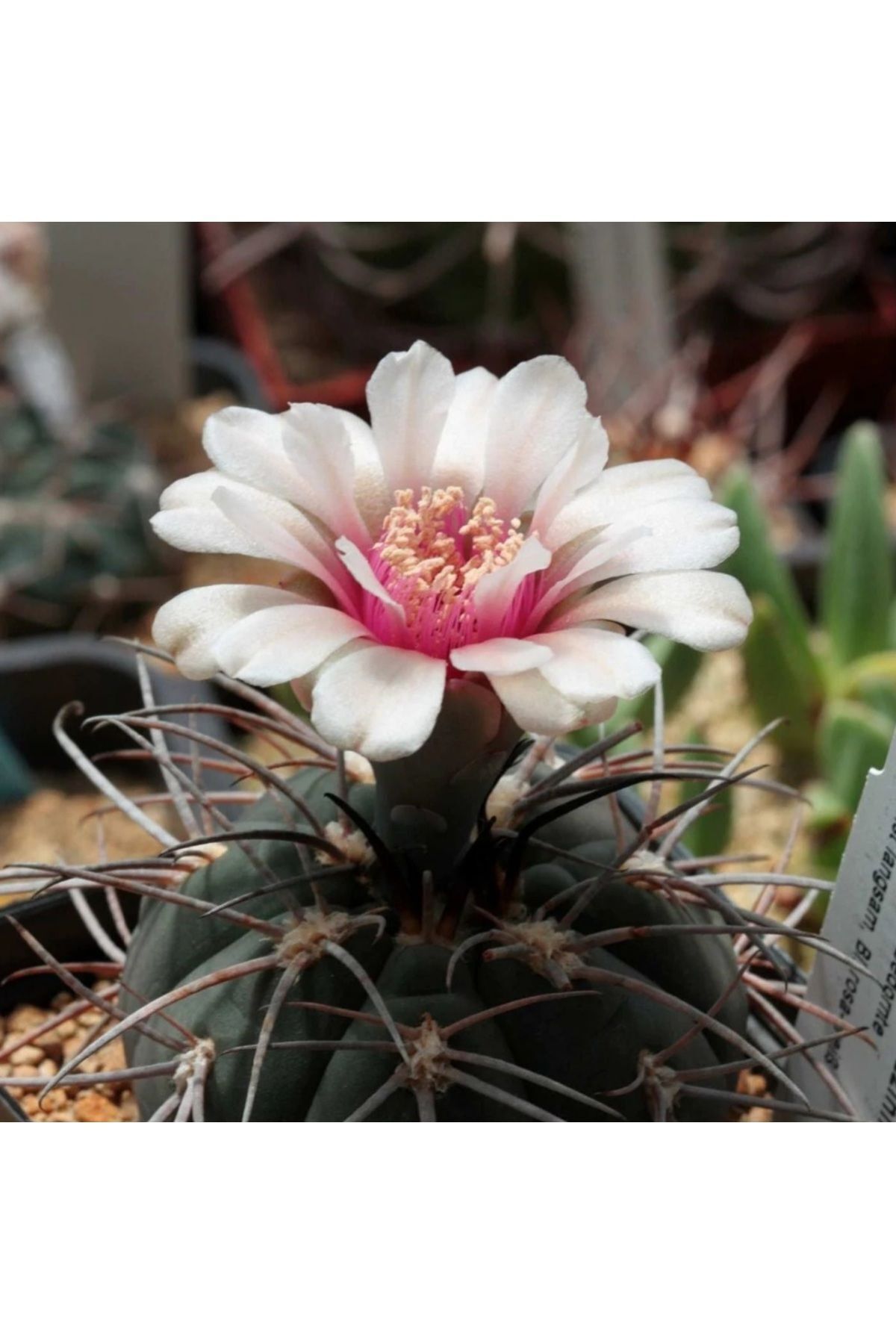 Gymnocalycium Spegazzinii  Nadir ve Koleksiyonluk Tür Kaktüs 5.5cm Saksılı 2