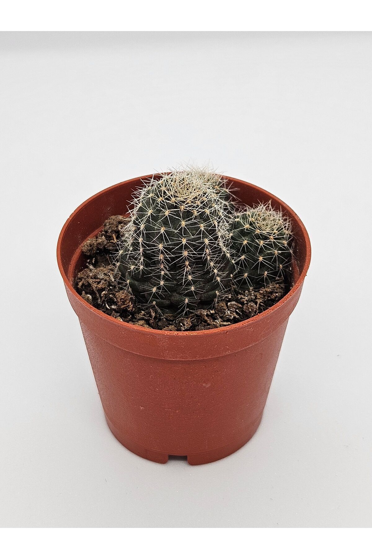 Rebutia Hybrid Turuncu Çiçek Açan Kaktüs 5,5cm Saksılı 3