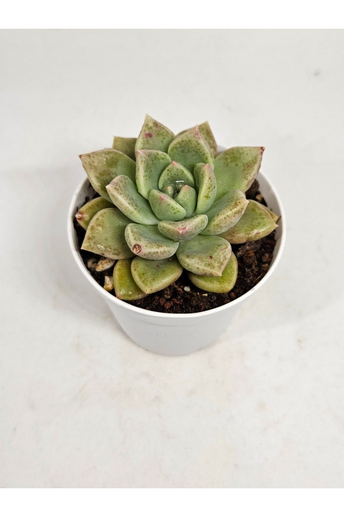 Echeveria Arze Ithal (KOREAN) Koleksiyonluk Tür Sukulent 5,5cm Saksılı 3